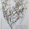 Fotografia de herbário 1 da espécie Cytisus multiflorus no Jardim Botânico UTAD