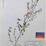 Fotografia de herbário 1 da espécie Cytisus multiflorus no Jardim Botânico UTAD