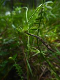 Fotografia da espécie Ornithopus compressus