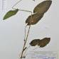 Fotografia 1 de herbário da espécie Rumex acetosa no Jardim Botânico UTAD