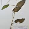 Fotografia de herbário 1 da espécie Rumex acetosa no Jardim Botânico UTAD