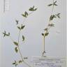 Fotografia de herbário 1 da espécie Mercurialis annua no Jardim Botânico UTAD