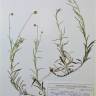 Fotografia de herbário 1 da espécie Phagnalon saxatile no Jardim Botânico UTAD