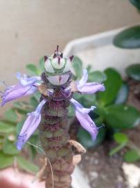 Fotografia da espécie Plectranthus neochilus