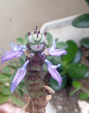 Fotografia 12 da espécie Plectranthus neochilus no Jardim Botânico UTAD