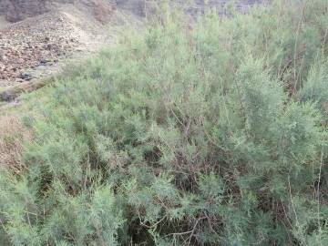 Fotografia da espécie Tamarix canariensis