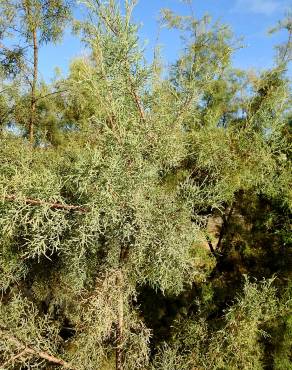 Fotografia 5 da espécie Tamarix canariensis no Jardim Botânico UTAD