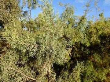 Fotografia da espécie Tamarix canariensis