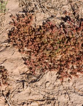 Fotografia 5 da espécie Frankenia pulverulenta no Jardim Botânico UTAD