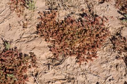 Fotografia da espécie Frankenia pulverulenta