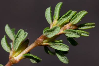 Fotografia da espécie Frankenia pulverulenta