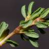 Fotografia 8 da espécie Frankenia pulverulenta do Jardim Botânico UTAD