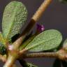 Fotografia 9 da espécie Frankenia pulverulenta do Jardim Botânico UTAD