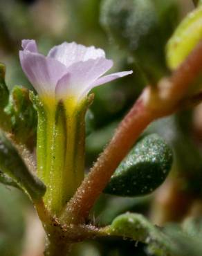 Fotografia 11 da espécie Frankenia pulverulenta no Jardim Botânico UTAD