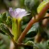 Fotografia 11 da espécie Frankenia pulverulenta do Jardim Botânico UTAD