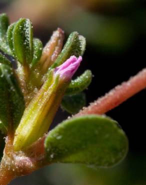 Fotografia 12 da espécie Frankenia pulverulenta no Jardim Botânico UTAD