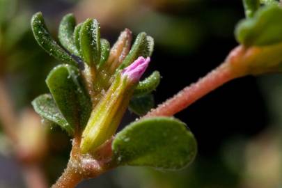 Fotografia da espécie Frankenia pulverulenta