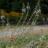 Fotografia 6 da espécie Lysimachia ephemerum do Jardim Botânico UTAD