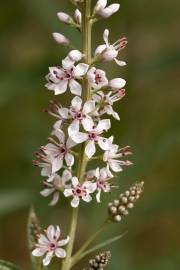 Fotografia da espécie Lysimachia ephemerum