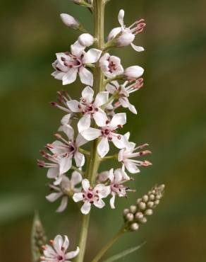 Fotografia 7 da espécie Lysimachia ephemerum no Jardim Botânico UTAD