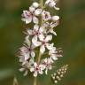 Fotografia 7 da espécie Lysimachia ephemerum do Jardim Botânico UTAD