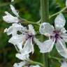 Fotografia 8 da espécie Lysimachia ephemerum do Jardim Botânico UTAD