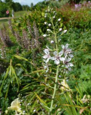 Fotografia 9 da espécie Lysimachia ephemerum no Jardim Botânico UTAD