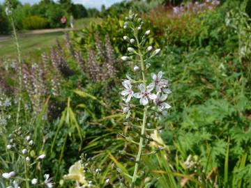 Fotografia da espécie Lysimachia ephemerum