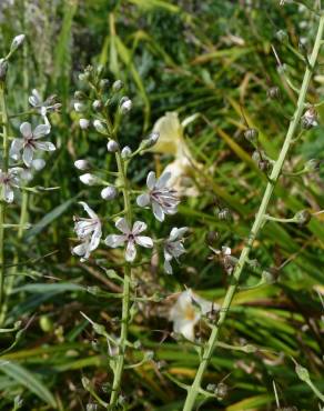 Fotografia 10 da espécie Lysimachia ephemerum no Jardim Botânico UTAD