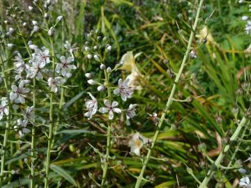 Fotografia da espécie Lysimachia ephemerum