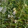 Fotografia 10 da espécie Lysimachia ephemerum do Jardim Botânico UTAD