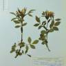 Fotografia de herbário 1 da espécie Rosa squarrosa no Jardim Botânico UTAD
