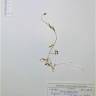 Fotografia de herbário 1 da espécie Papaver dubium no Jardim Botânico UTAD