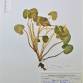 Fotografia 1 de herbário da espécie Ranunculus ficaria no Jardim Botânico UTAD