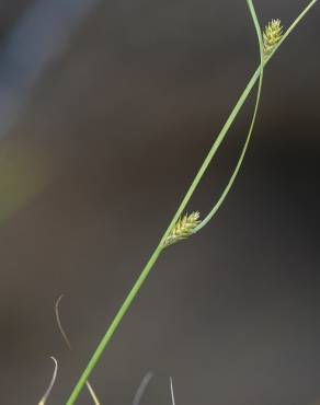 Fotografia 6 da espécie Carex remota no Jardim Botânico UTAD