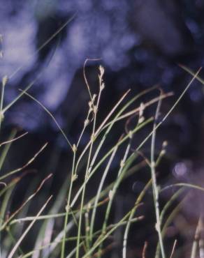 Fotografia 7 da espécie Carex remota no Jardim Botânico UTAD