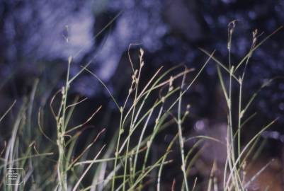 Fotografia da espécie Carex remota