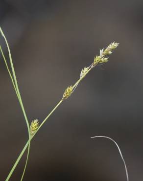 Fotografia 8 da espécie Carex remota no Jardim Botânico UTAD