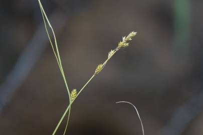 Fotografia da espécie Carex remota