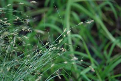 Fotografia da espécie Carex remota