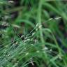 Fotografia 9 da espécie Carex remota do Jardim Botânico UTAD