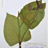 Fotografia de herbário 1 da espécie Reynoutria japonica no Jardim Botânico UTAD