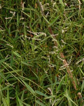 Fotografia 1 da espécie Persicaria decipiens no Jardim Botânico UTAD