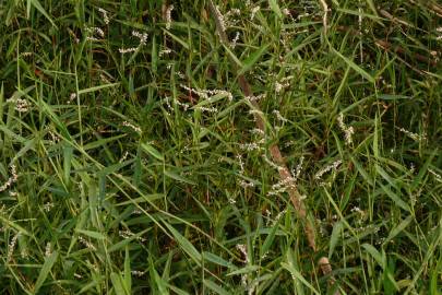 Fotografia da espécie Persicaria decipiens