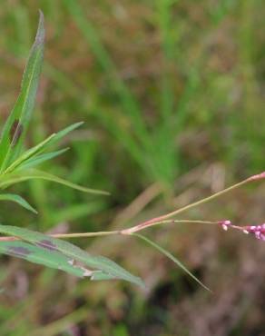 Fotografia 3 da espécie Persicaria decipiens no Jardim Botânico UTAD