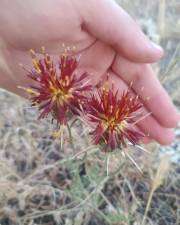 Fotografia da espécie Centaurea pomeliana