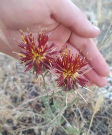 Fotografia da espécie Centaurea pomeliana subesp. pomeliana