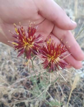 Fotografia 1 da espécie Centaurea pomeliana subesp. pomeliana no Jardim Botânico UTAD