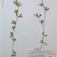 Fotografia 4 de herbário da espécie Trifolium arvense no Jardim Botânico UTAD