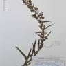 Fotografia de herbário 1 da espécie Echium lusitanicum no Jardim Botânico UTAD